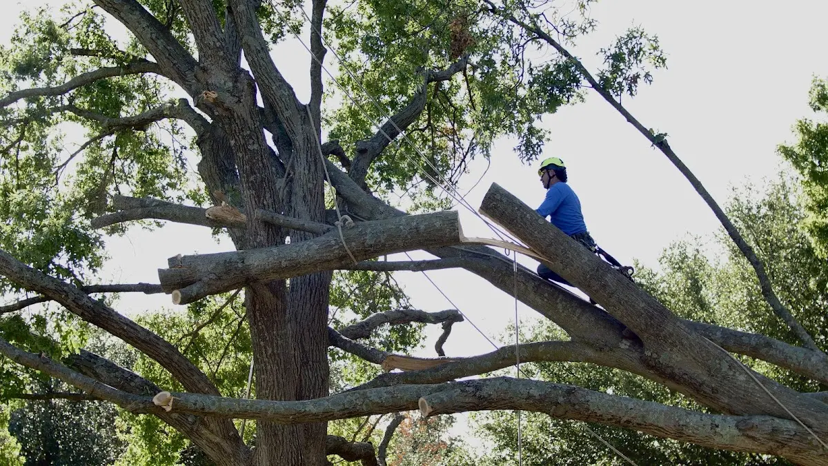 Professional Crown Thinning performed by certified arborists in Brisbin